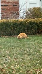 Found/Stray Unknown Cat last seen Avon &S Rochester Rd , Rochester Hills, MI 48307