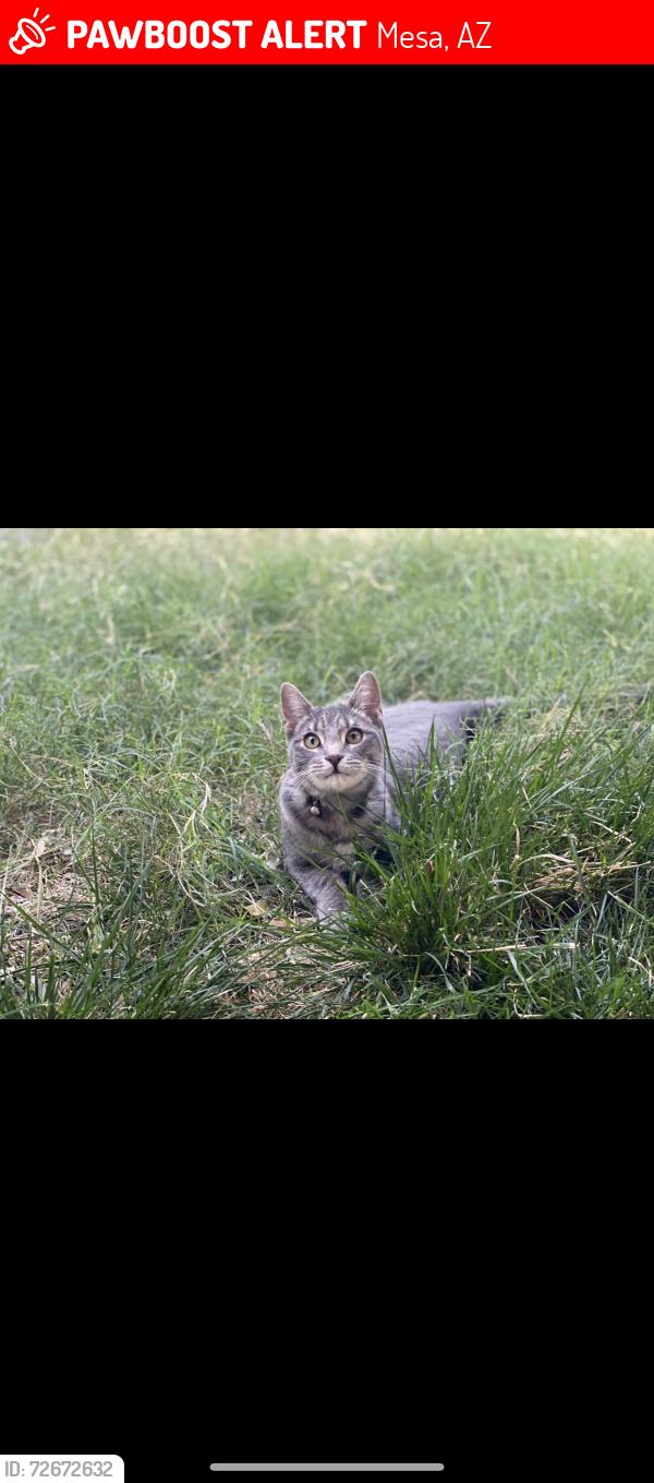 Lost Male Cat last seen Gilbert and baseline , Mesa, AZ 85204
