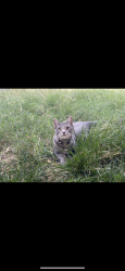 Lost Male Cat last seen Gilbert and baseline , Mesa, AZ 85204