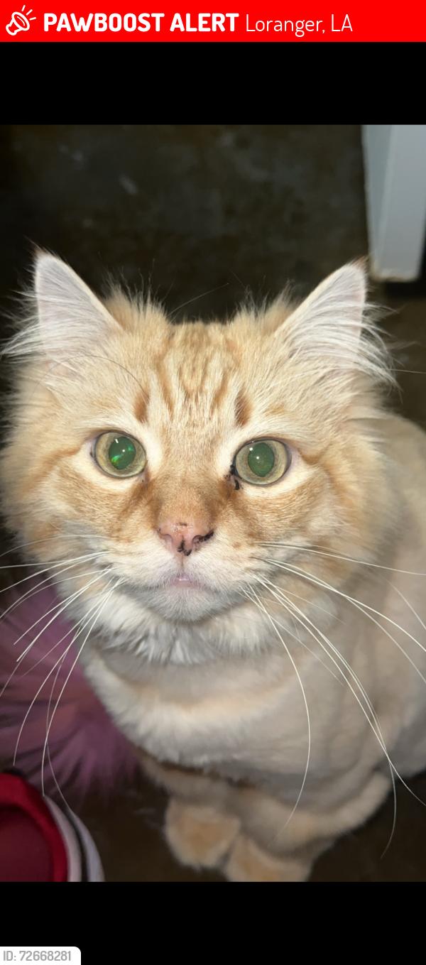 Lost Male Cat last seen Straughan nursery rd Loranger, LA OR Neal Rd Loranger, LA 70446 , Loranger, LA 70446
