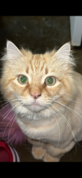 Lost Male Cat last seen Straughan nursery rd Loranger, LA OR Neal Rd Loranger, LA 70446 , Loranger, LA 70446