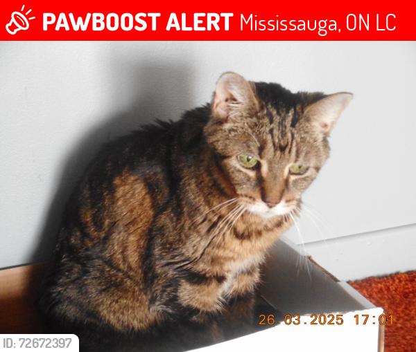 Lost Female Cat last seen Perivale Rd.  and Teakwood Gate, Mississauga, ON L5C