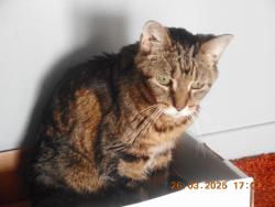 Lost Female Cat last seen Perivale Rd.  and Teakwood Gate, Mississauga, ON L5C