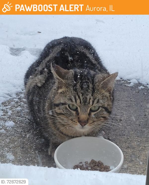 Found/Stray Unknown Cat last seen Oakhill Drive & East Indian trail , Aurora, IL 60502