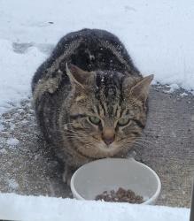 Found/Stray Unknown Cat last seen Oakhill Drive & East Indian trail , Aurora, IL 60502
