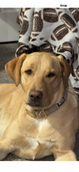 Lost Female Dog last seen Steinhauser Rd , Oak Grove, MO 64075