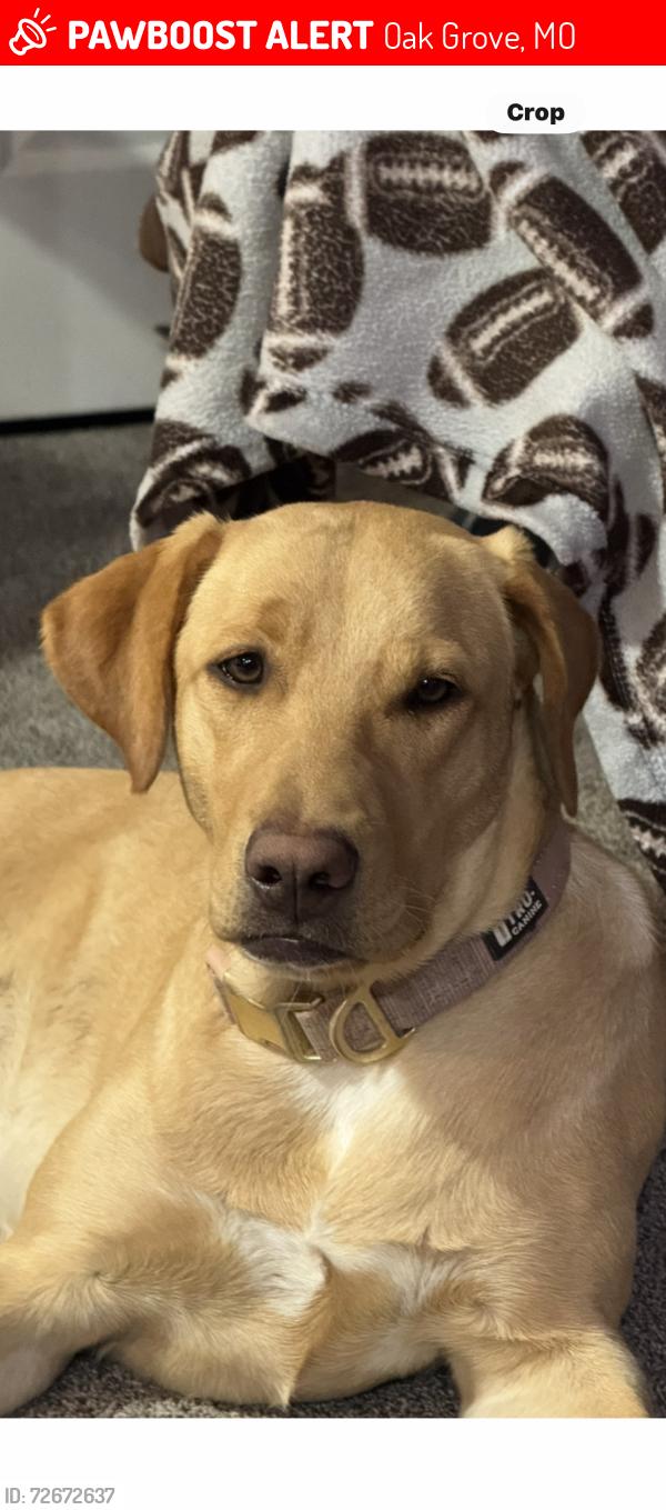 Lost Female Dog last seen Steinhauser Rd , Oak Grove, MO 64075