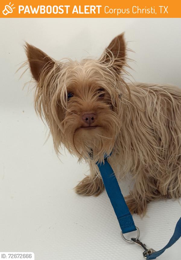Found/Stray Male Dog last seen Rock Crest Dr, Corpus Christi, TX 78401