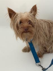 Found/Stray Male Dog last seen Rock Crest Dr, Corpus Christi, TX 78401