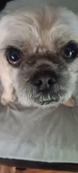 Lost Male Dog last seen Durango and gilmore, Las Vegas, NV 89129