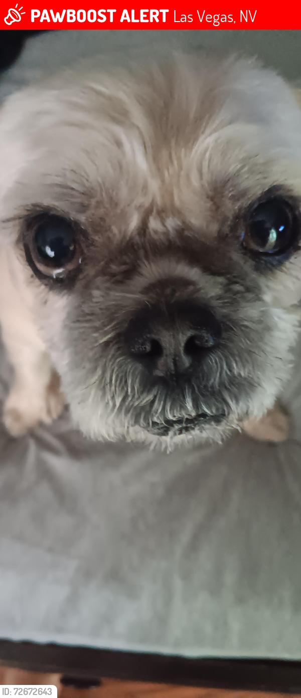 Lost Male Dog last seen Durango and gilmore, Las Vegas, NV 89129