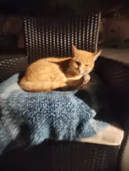 Lost Male Cat last seen Cottonwood/lincoln he was seen at 1st set of mailboxes on cottonwood , Orange, CA 92865