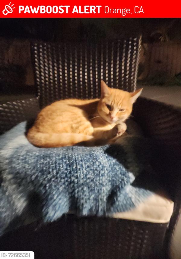 Lost Male Cat last seen Cottonwood/lincoln he was seen at 1st set of mailboxes on cottonwood , Orange, CA 92865