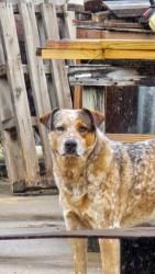 Lost Male Dog last seen Stonegate way, Corpus Christi, TX 78411
