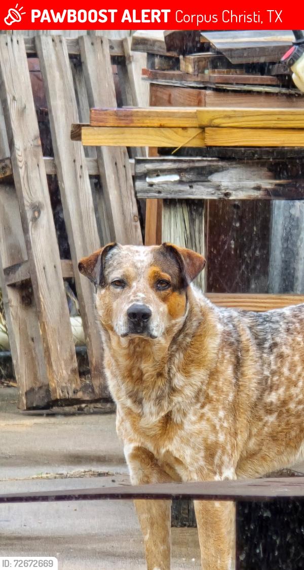 Lost Male Dog last seen Stonegate way, Corpus Christi, TX 78411