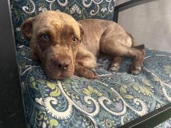 Found/Stray Female Dog last seen Rabb rd , Fresno, TX 77545