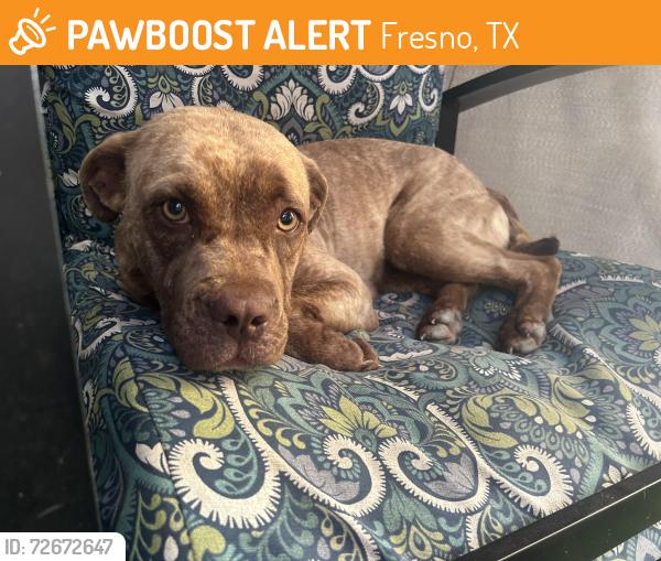 Found/Stray Female Dog last seen Rabb rd , Fresno, TX 77545