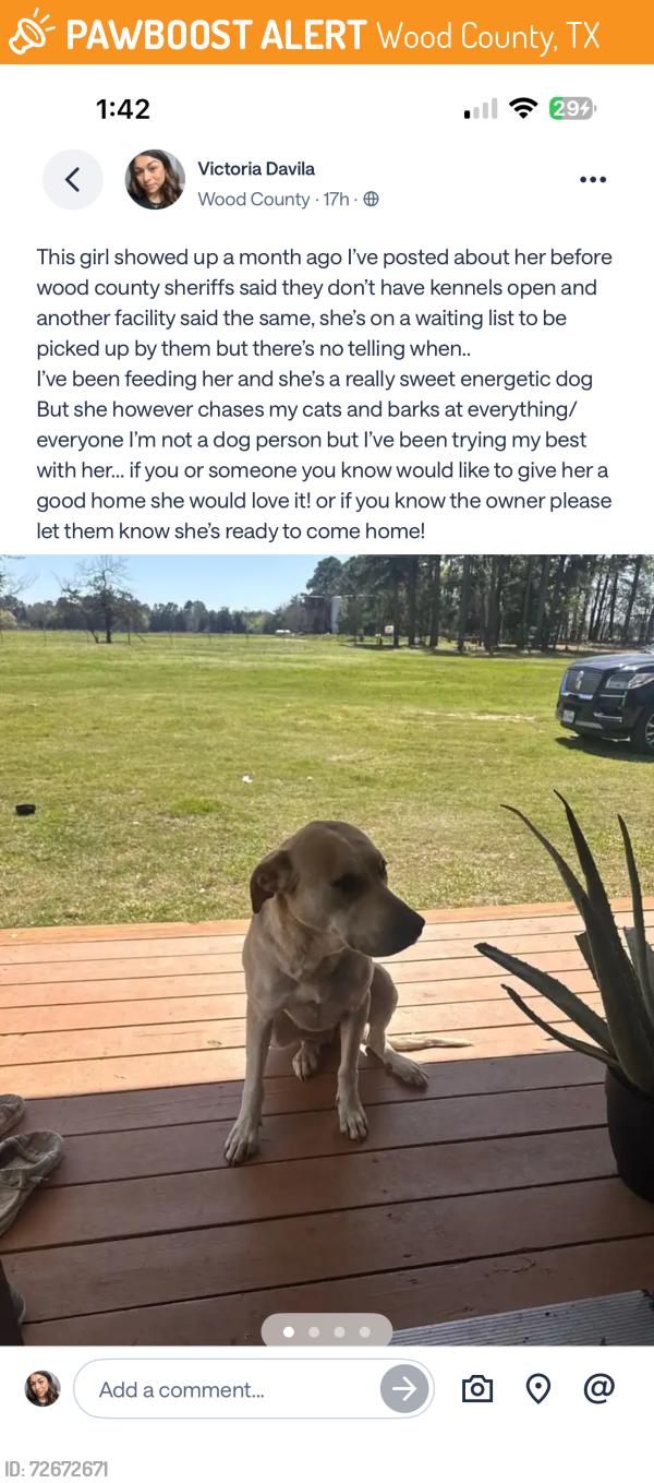 Found/Stray Female Dog last seen Quitman lake, Wood County, TX 75783