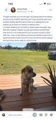 Found/Stray Female Dog last seen Quitman lake, Wood County, TX 75783