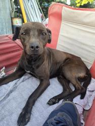 Found/Stray Male Dog last seen Followed us  from Redwood Rd by Tegner , Stanislaus County, CA 95326