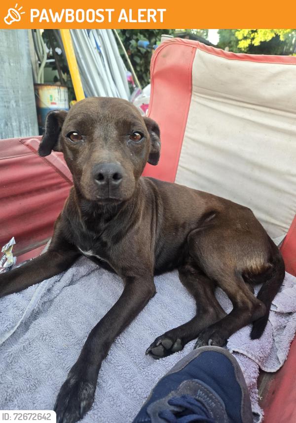 Found/Stray Male Dog last seen Followed us  from Redwood Rd by Tegner , Stanislaus County, CA 95326