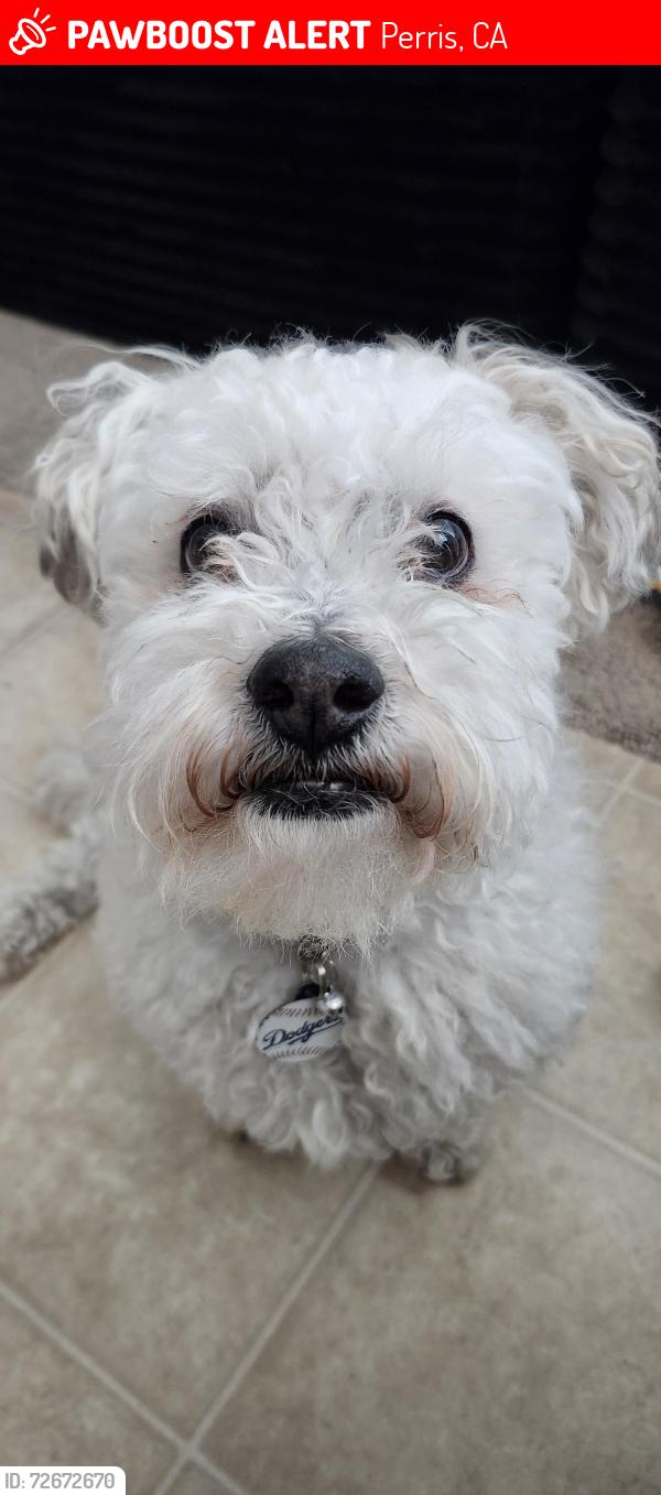 Lost Male Dog last seen Fortuna Street , Perris, CA 92571