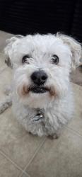 Lost Male Dog last seen Fortuna Street , Perris, CA 92571