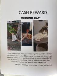 Lost Female Cat last seen 7-11 , Maple Heights, OH 44137