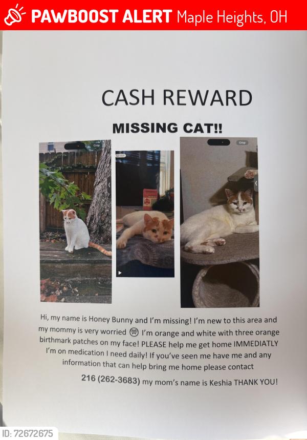 Lost Female Cat last seen 7-11 , Maple Heights, OH 44137