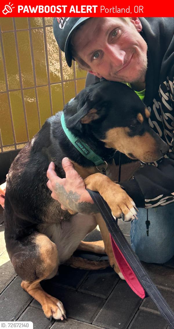 Lost Female Dog last seen Broadway and Vancouver , Portland, OR 97204
