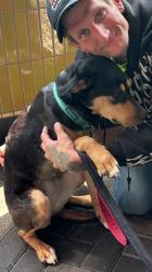 Lost Female Dog last seen Broadway and Vancouver , Portland, OR 97204