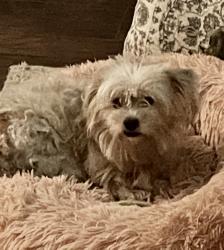 Lost Male Dog last seen Near Westwood Cir SW, Rome, GA 30165