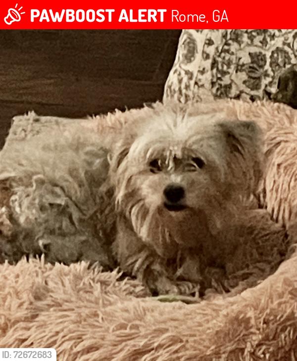 Lost Male Dog last seen Near Westwood Cir SW, Rome, GA 30165