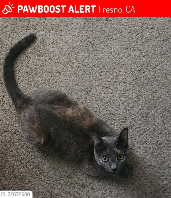 Lost Female Cat last seen Swift Ave, Fresno, CA 93722