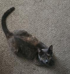 Lost Female Cat last seen Swift Ave, Fresno, CA 93722