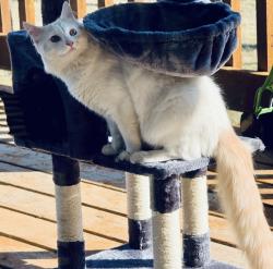 Lost Male Cat last seen Orf Rd and Cedar Springs Court, Lake St. Louis, MO , O'Fallon, MO 63367