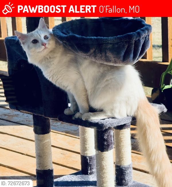Lost Male Cat last seen Orf Rd and Cedar Springs Court, Lake St. Louis, MO , O'Fallon, MO 63367