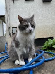 Lost Male Cat last seen Wilcox Ave & Bell Ave, Bell, CA 90201