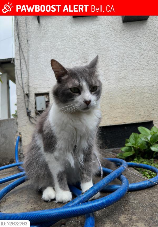 Lost Male Cat last seen Wilcox Ave & Bell Ave, Bell, CA 90201
