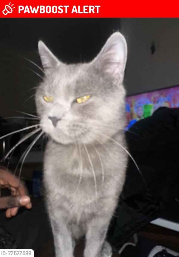 Lost Male Cat last seen Tonge Fold, Tonge Fold, England BL2