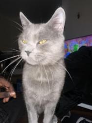 Lost Male Cat last seen Tonge Fold, Tonge Fold, England BL2