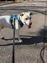 Found/Stray Male Dog last seen Loop 336 & N Thompson st, Conroe, TX 77301