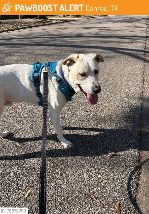 Found/Stray Male Dog last seen Loop 336 & N Thompson st, Conroe, TX 77301