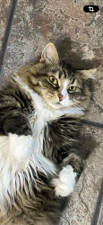 Lost Male Cat last seen CoolWater at Sonterra subdivision, Jarrell, TX 76537