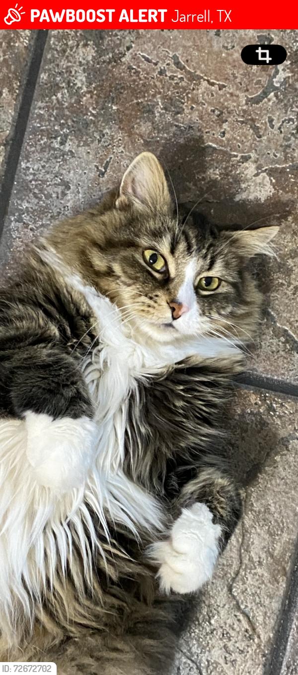 Lost Male Cat last seen CoolWater at Sonterra subdivision, Jarrell, TX 76537
