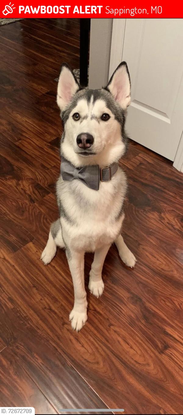 Lost Male Dog last seen Ronnie’s South County, Sappington, MO 63126