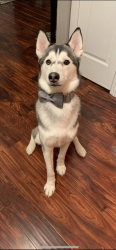 Lost Male Dog last seen Ronnie’s South County, Sappington, MO 63126