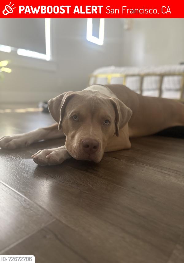 Lost Male Dog last seen Near Byxbee street San Francisco CA 94132, San Francisco, CA 94132