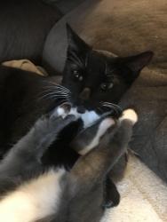Lost Female Cat last seen Irvine Animal Care Center Parking Lot, Irvine, CA 92618