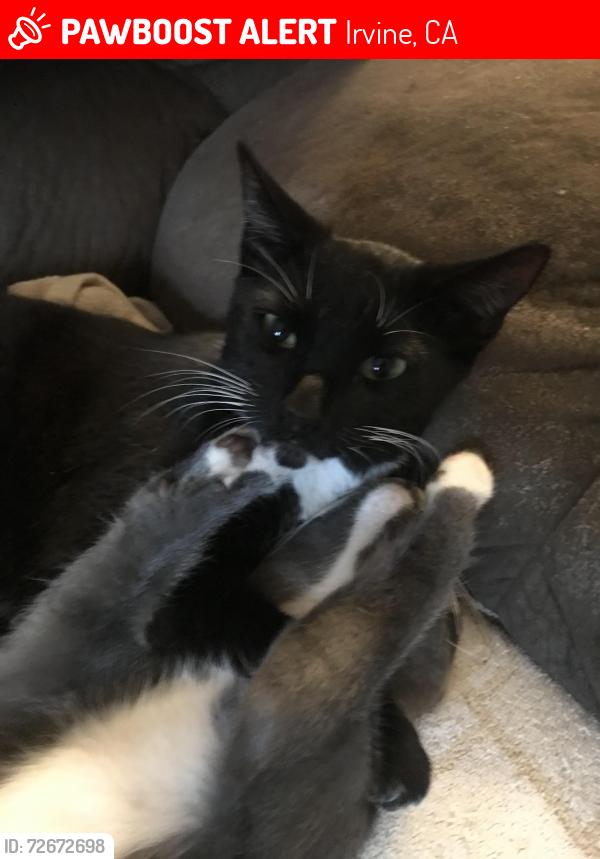 Lost Female Cat last seen Irvine Animal Care Center Parking Lot, Irvine, CA 92618